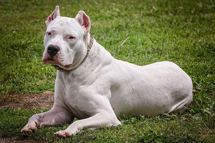 dogo argentino price in india