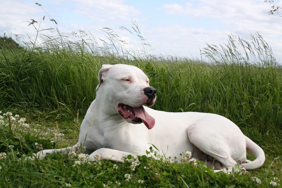 dogo argentino price in india

