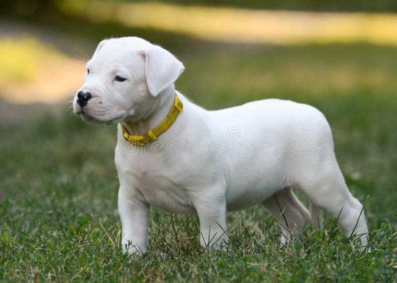 dogo argentino price in india

