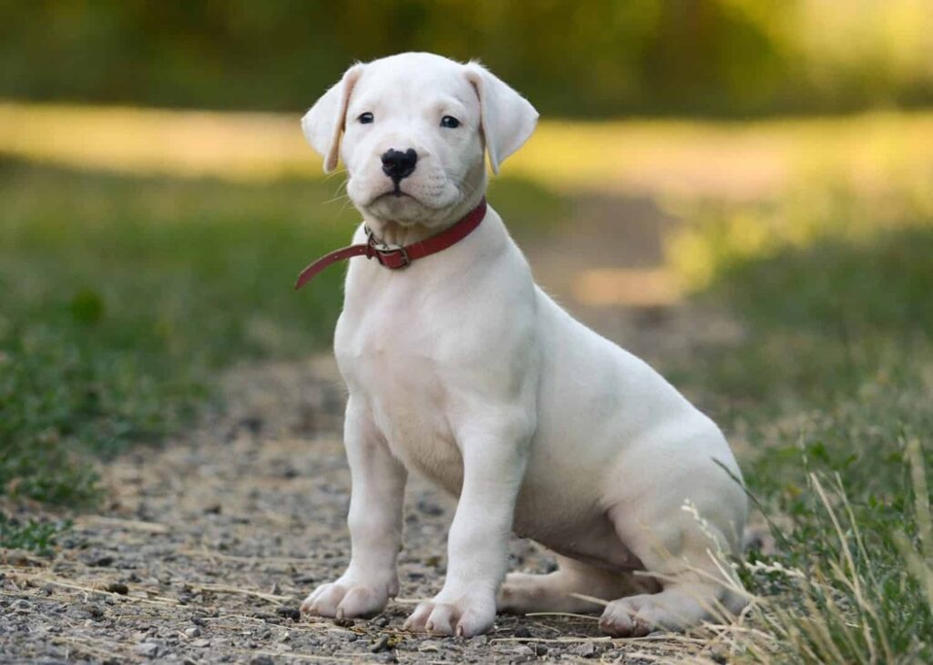 dogo argentino price in india

